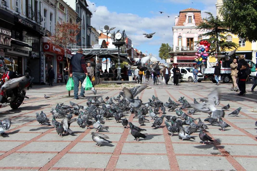 'Katil martı' paniği: Güvercinleri kurabiye gibi yiyorlar! 8